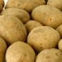 La patata di Vezzolacca