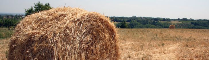 campagna piacentina