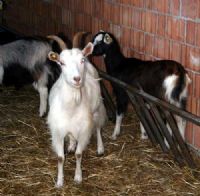 animali all'Agriturismo Casa Rosa - Carpaneto in Val Chero