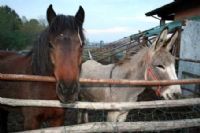 animali all'Agriturismo Casa Rosa - Carpaneto in Val Chero