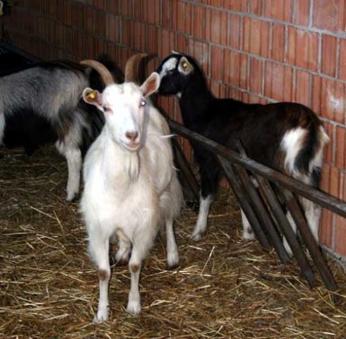 animali all'Agriturismo Casa Rosa - Carpaneto in Val Chero